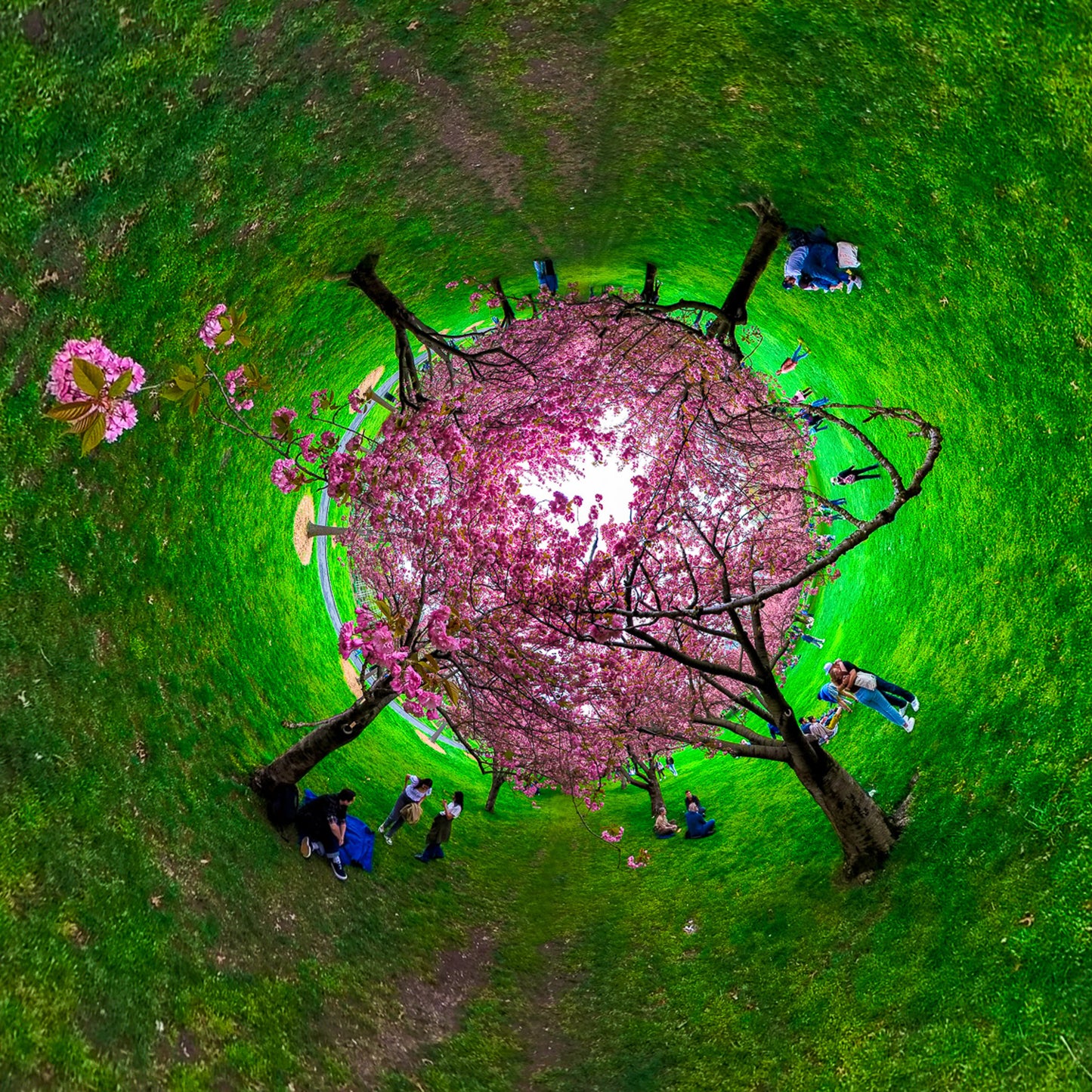 Cherry Blossom Dwarf Star Brooklyn Botanic Garden 360 Photograph