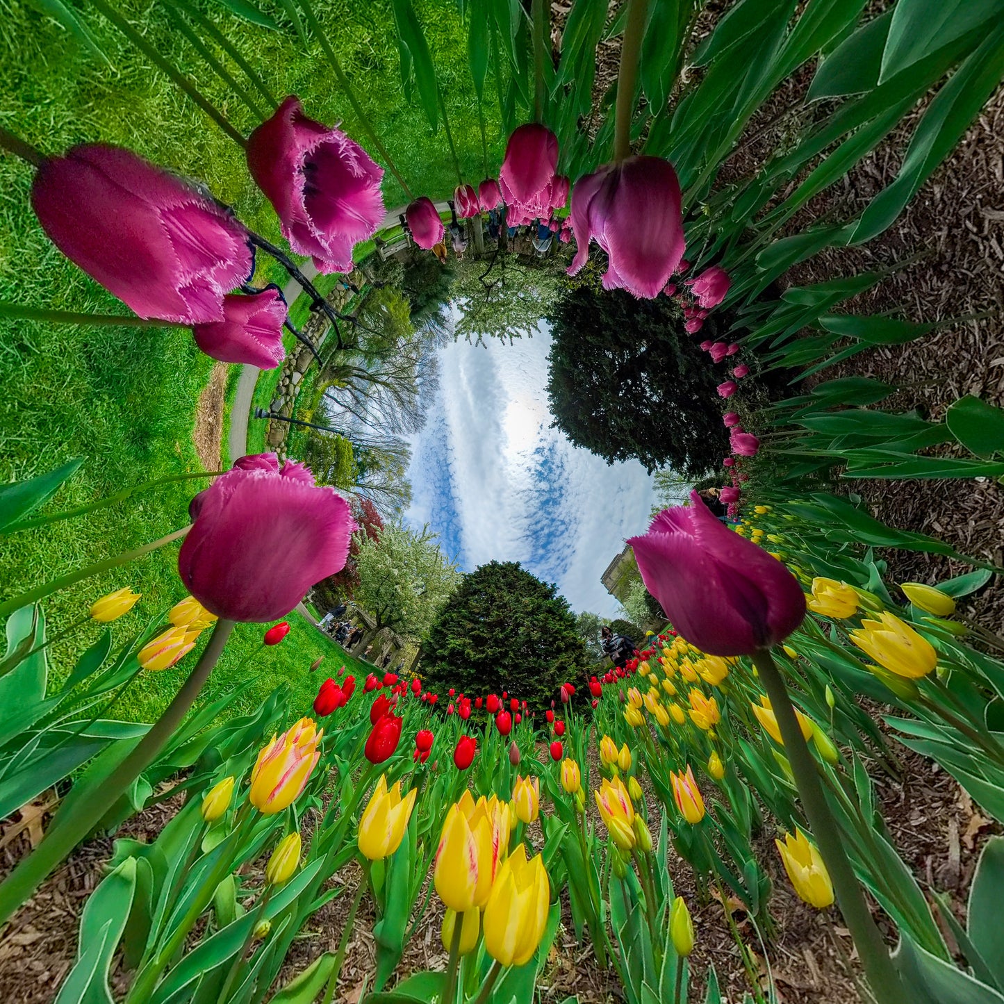 Tulips in Bloom at the Brooklyn Botanic Garden Inverted 360 Photo